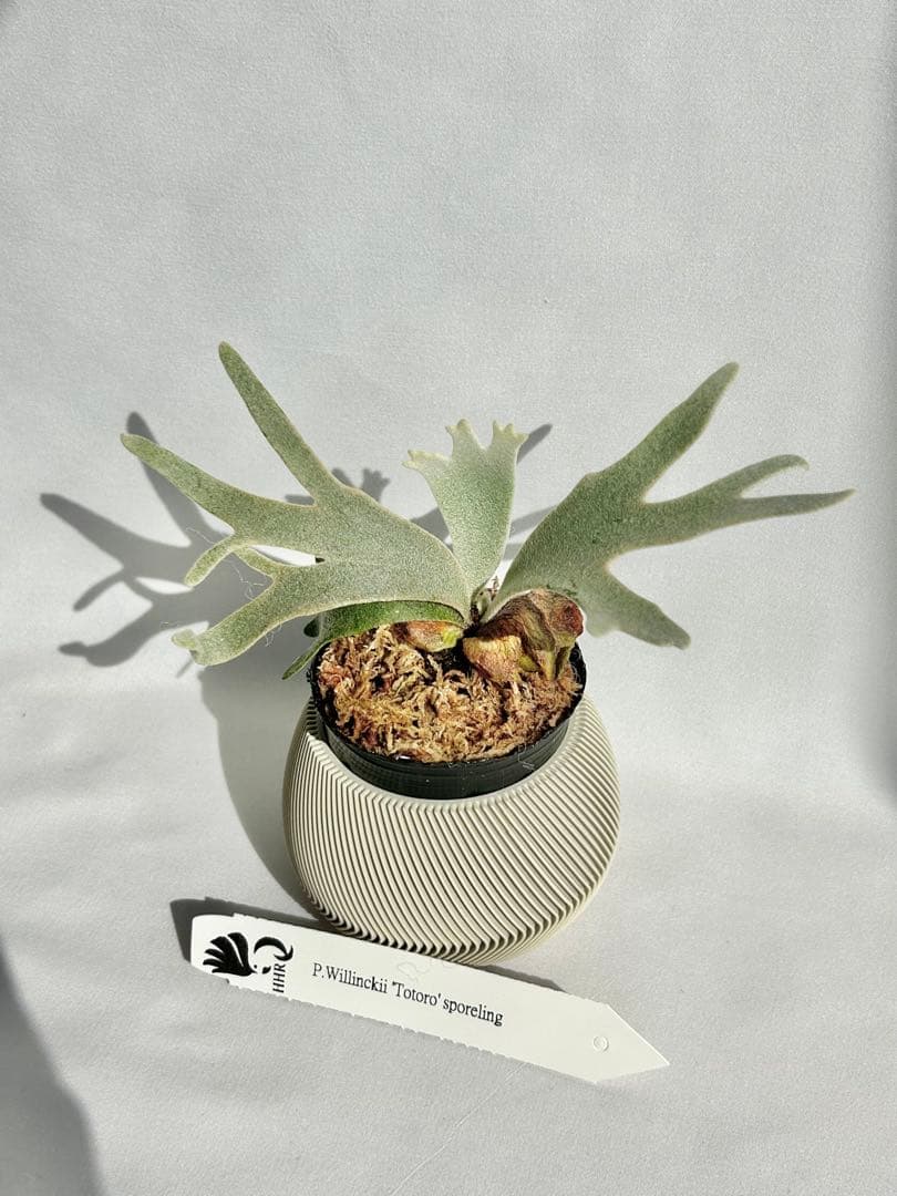 【メルカリ便】P. Willinckii Totoro' （spore）【97】