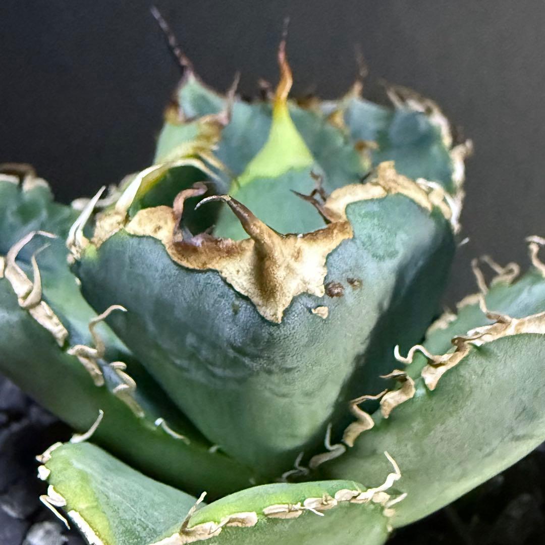 アガベ オテロイ 実生 超選抜 ちょいぶつ うねり ワシャ 検) チタノタ