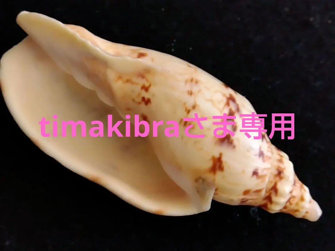 貝殻の標本　スウェインソンモオリガイほか５点（ガクフボラ科）