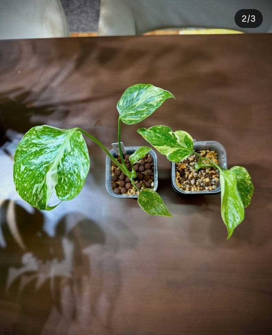 ぐんぐん玉残り4セットのみ1㎏業務用増量タイプ通常15,000円→10,000円