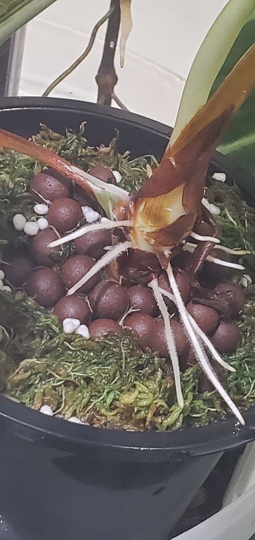 ぐんぐん玉残り4セットのみ1㎏業務用増量タイプ通常15,000円→10,000円