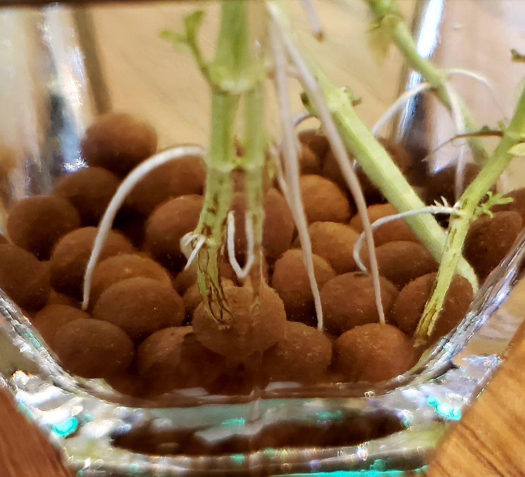 ぐんぐん玉残り4セットのみ1㎏業務用増量タイプ通常15,000円→10,000円