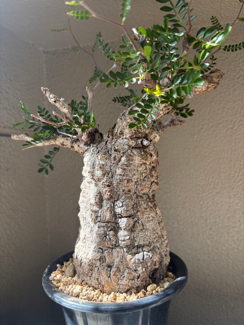 あ*ん様 オペルクリカリア パキプス 現地球 白肌 発根済 塊根植物