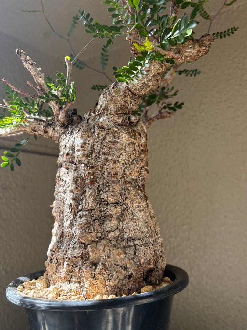 あ*ん様 オペルクリカリア パキプス 現地球 白肌 発根済 塊根植物