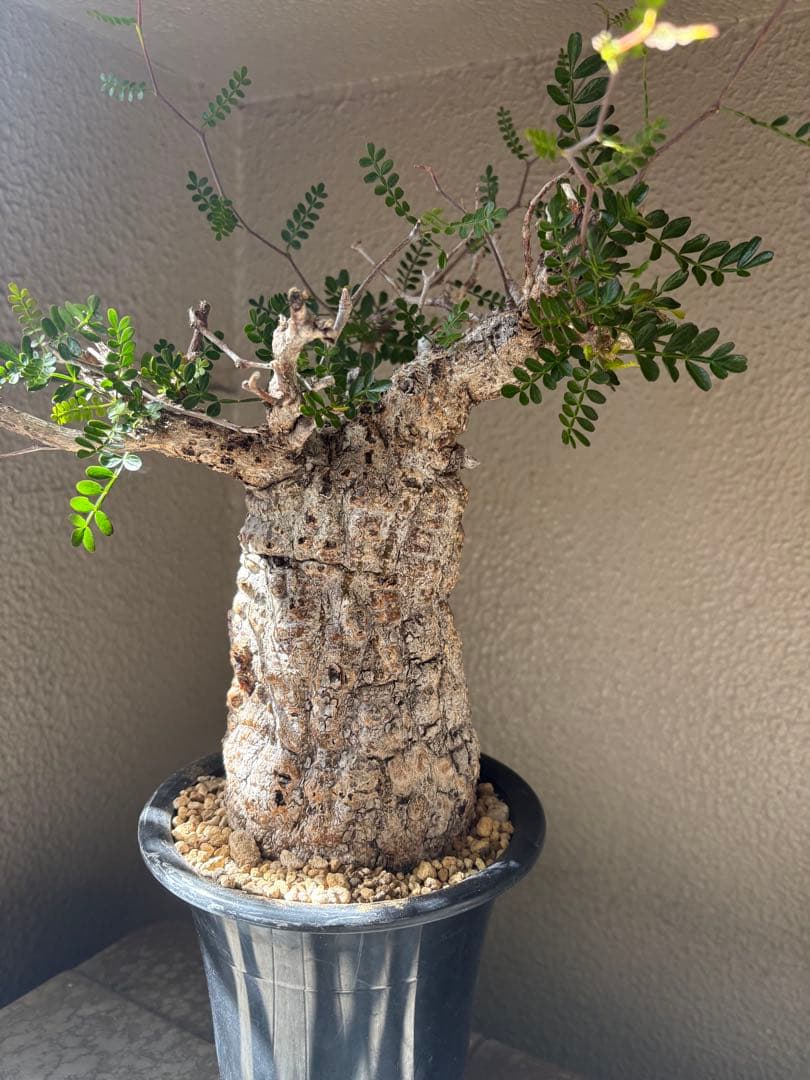 あ*ん様 オペルクリカリア パキプス 現地球 白肌 発根済 塊根植物