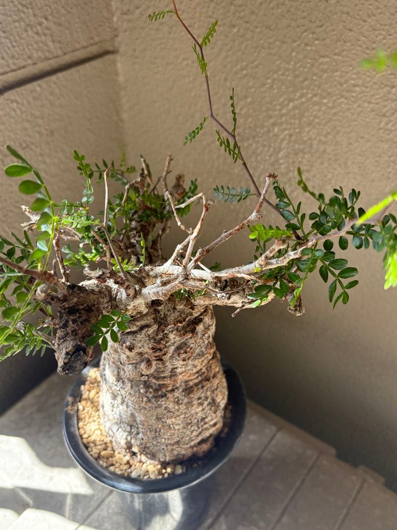 あ*ん様 オペルクリカリア パキプス 現地球 白肌 発根済 塊根植物