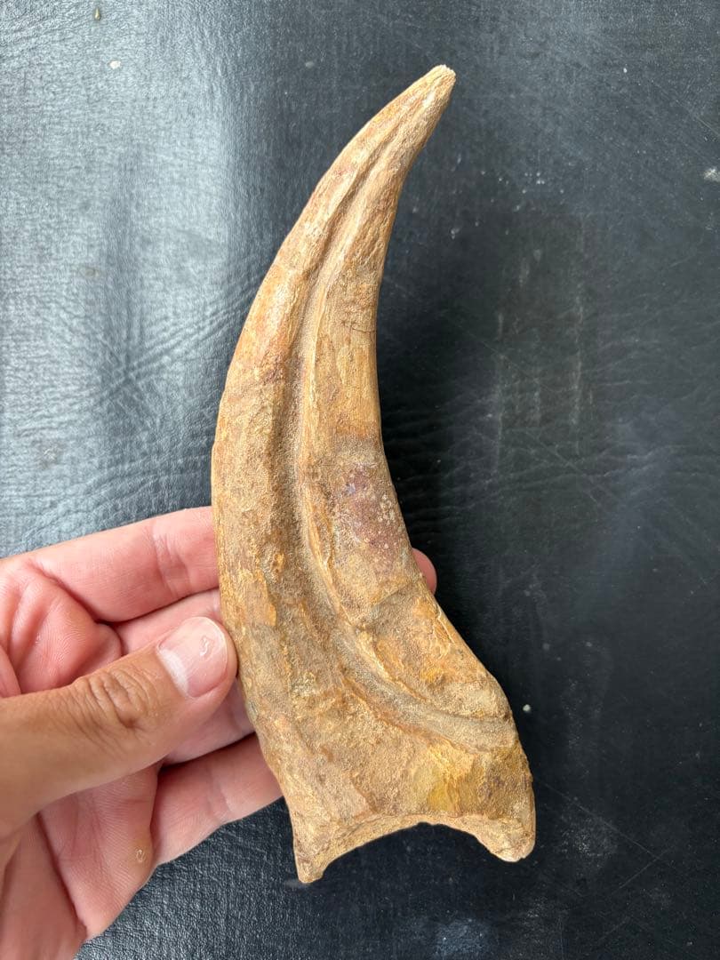 スピノサウルス　ハンドクロウ　化石