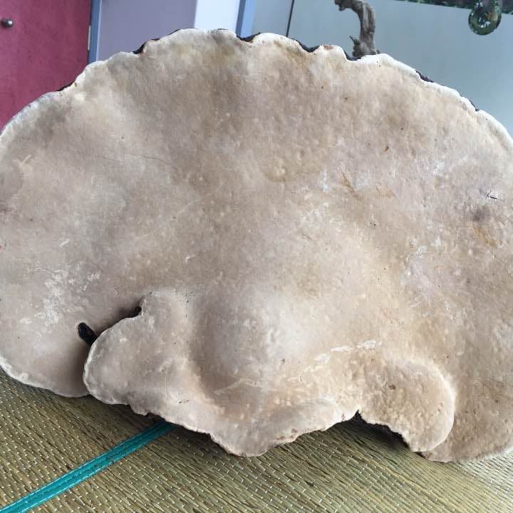 ツガノサルノコシカケ