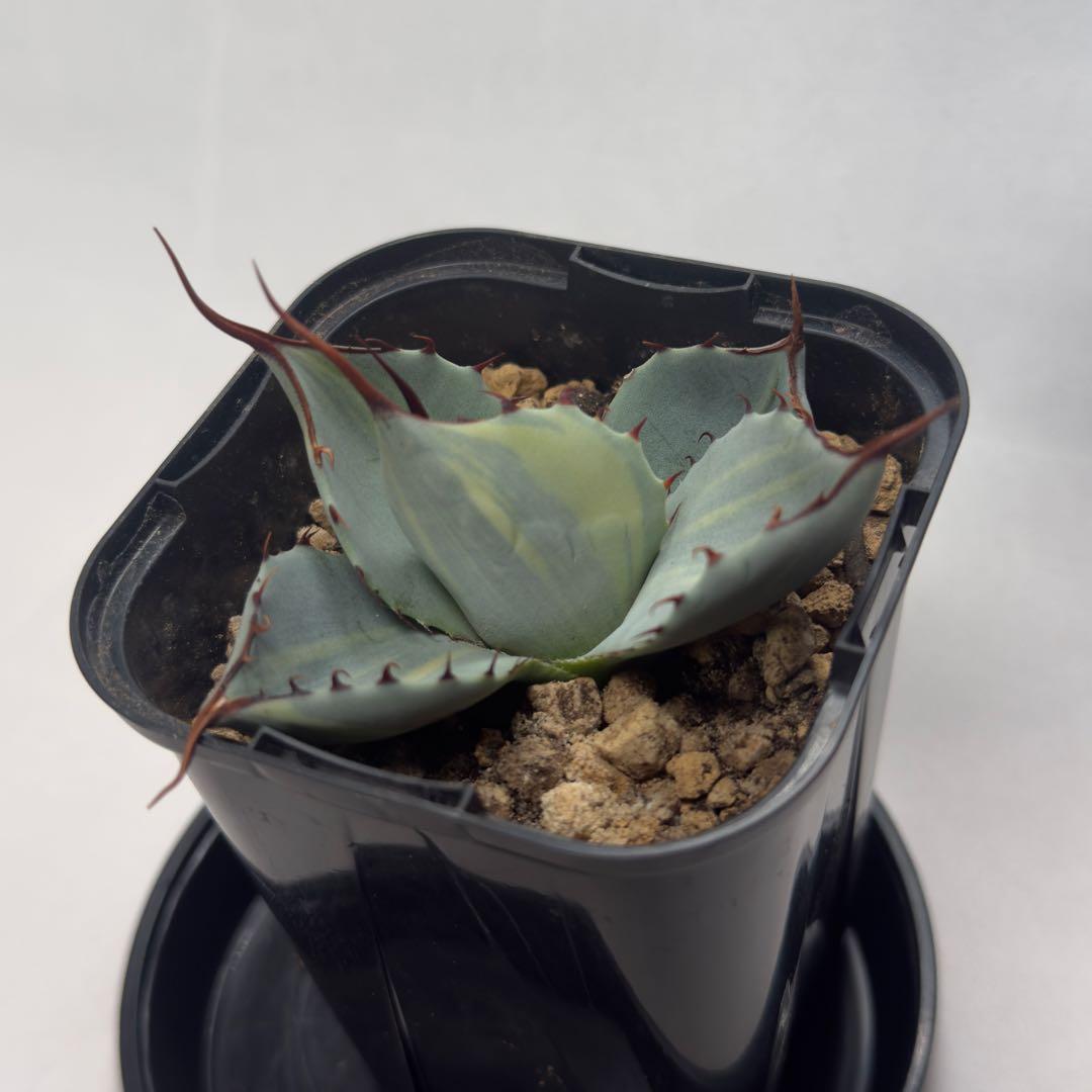 g*n様 激レア　アガベ　パリー　トランカータ　縞斑　バリエガータ　斑入り