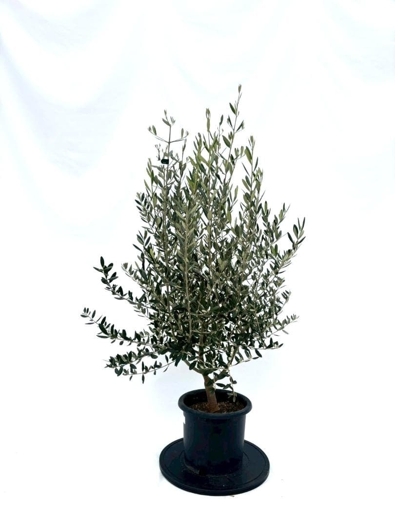 オリーブの木　レッチーノ　8号　約125cm　NO.867　人気品種　現品掲載