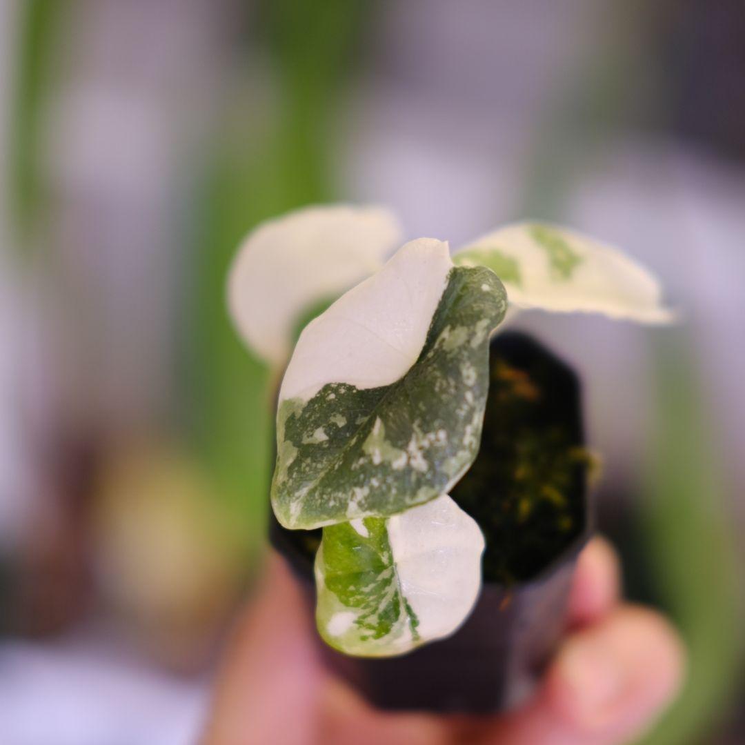 アロカシア メロ アルボ│Alocasia melo 'Albo' Var.④