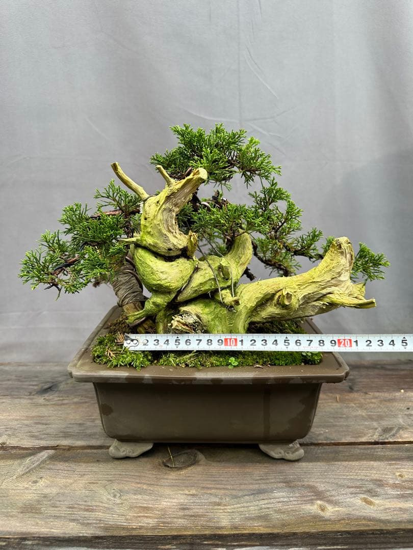 糸魚川真柏　タヌキ