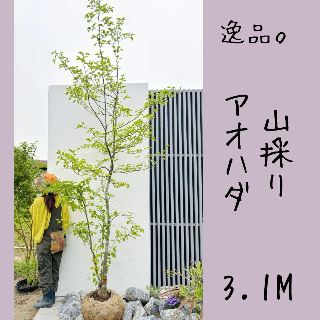 逸品。山採りアオハダ3.1M(鉢底から)