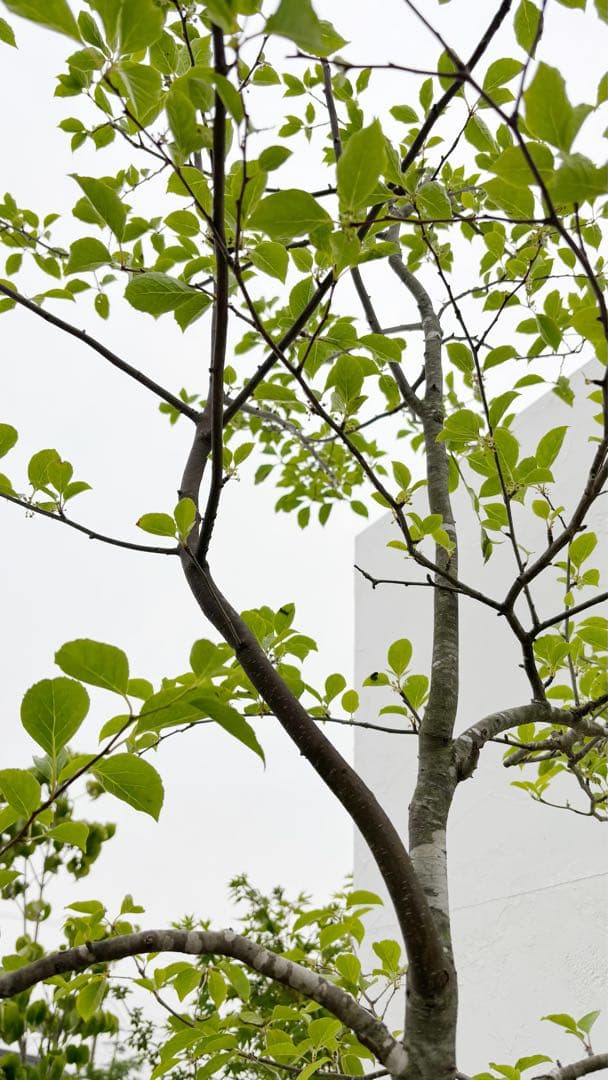 逸品。山採りアオハダ3.1M(鉢底から)