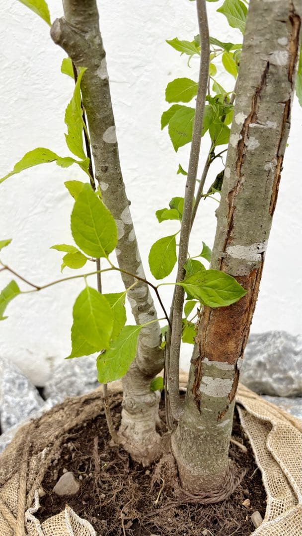 逸品。山採りアオハダ3.1M(鉢底から)