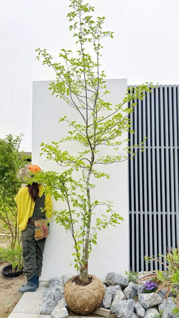 逸品。山採りアオハダ3.1M(鉢底から)