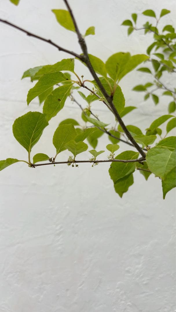 逸品。山採りアオハダ3.1M(鉢底から)