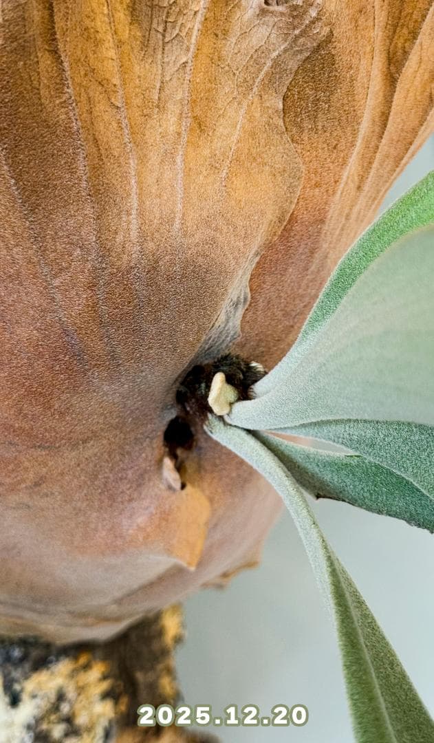 ビカクシダ OMG✖︎Cotton Cloud（親株）