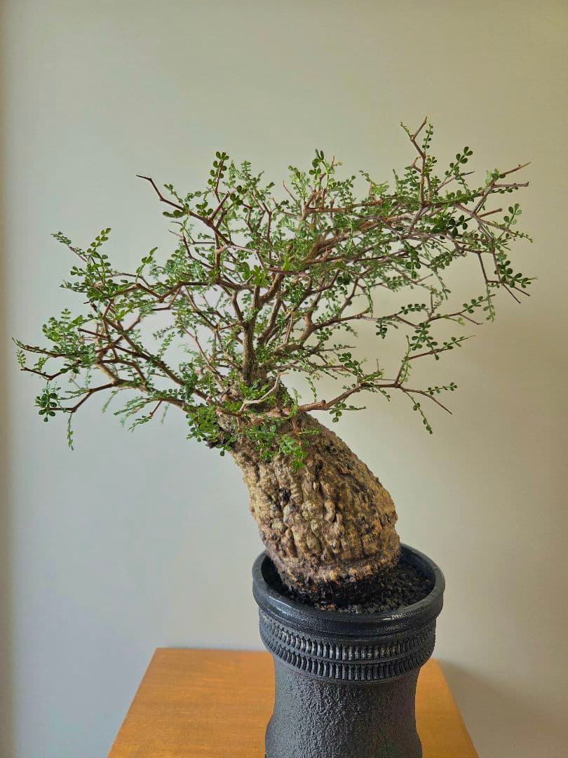 【最終値下げ】オペルクリカリア　パキプス　現地球　屋外管理約3年