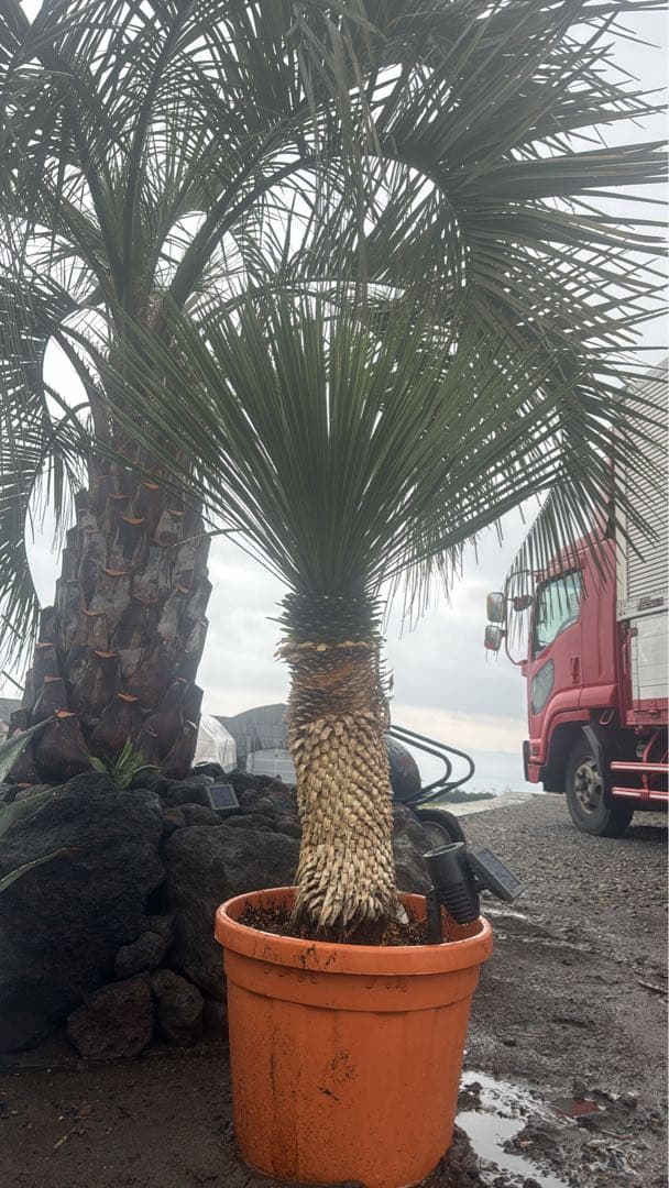 ユッカ、ロストラータ