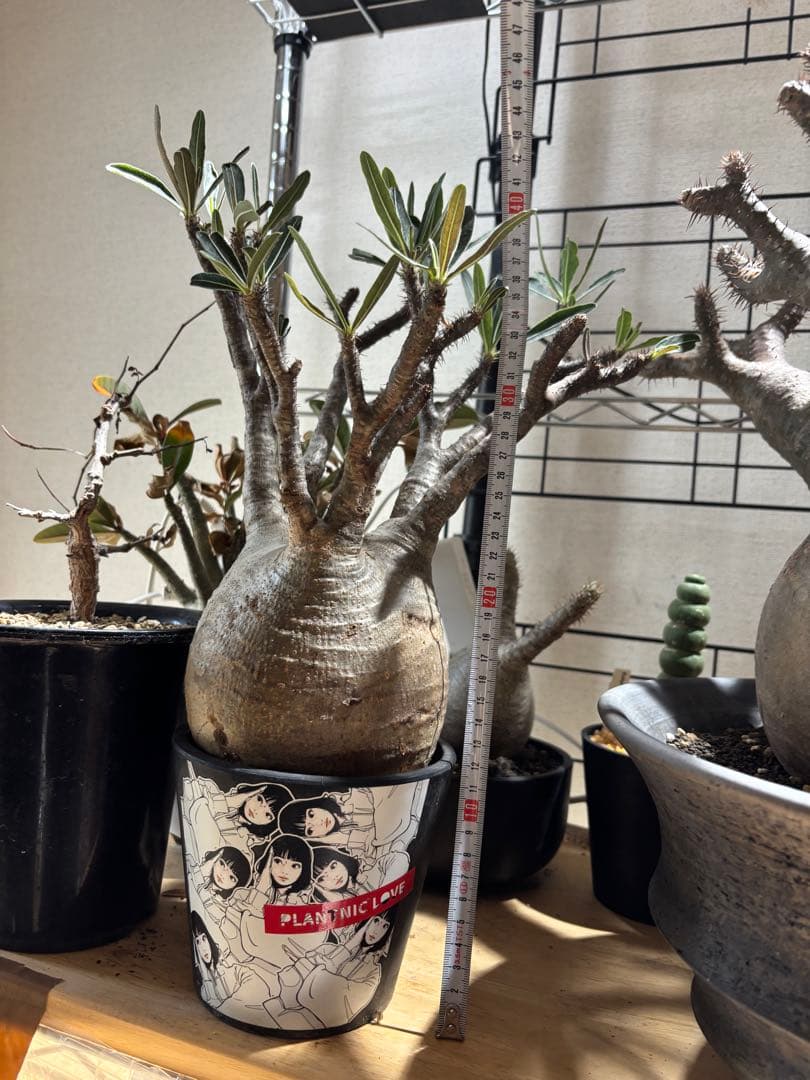 パキポディウム　グラキリス　現地球　backsideworks