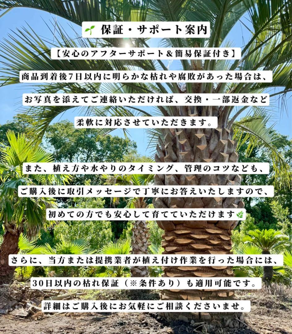 ココスヤシシルバーリーフ【極太】葉先160cm幹回り110cm 幹高40cm