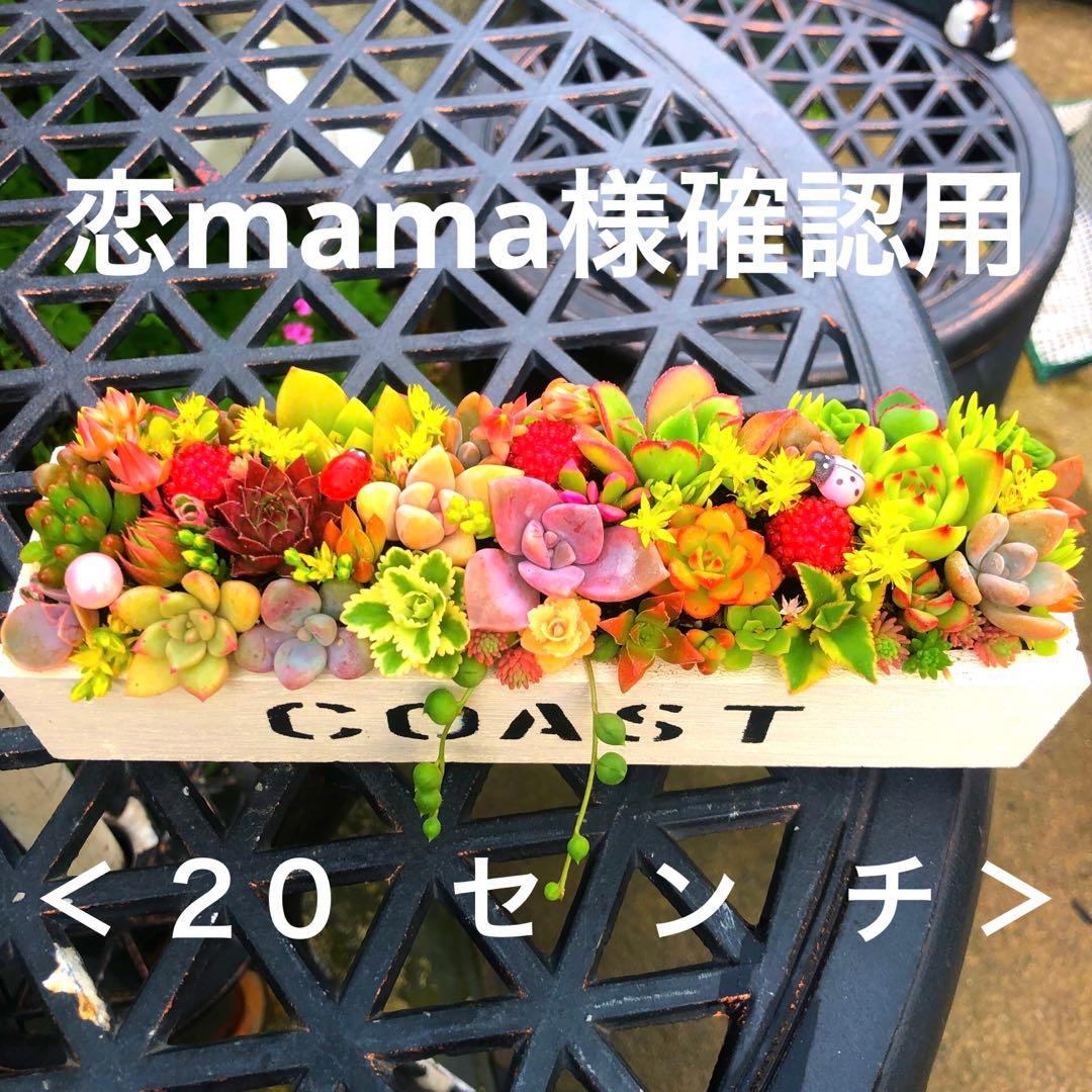 そのまま飾れる多肉植物寄せ植え　大　管理書付