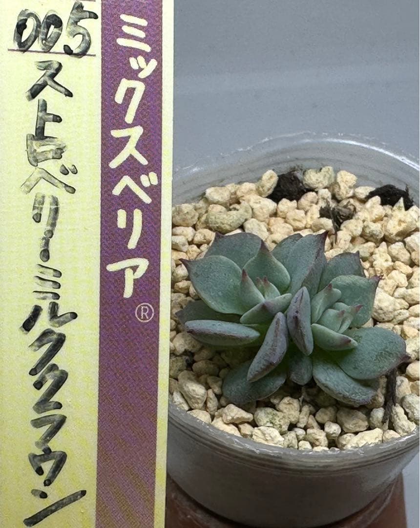 ❤️確認用❤️★D ミックスベリア❤️ストロベリーミルククラウン❤️抜き苗♪札なし