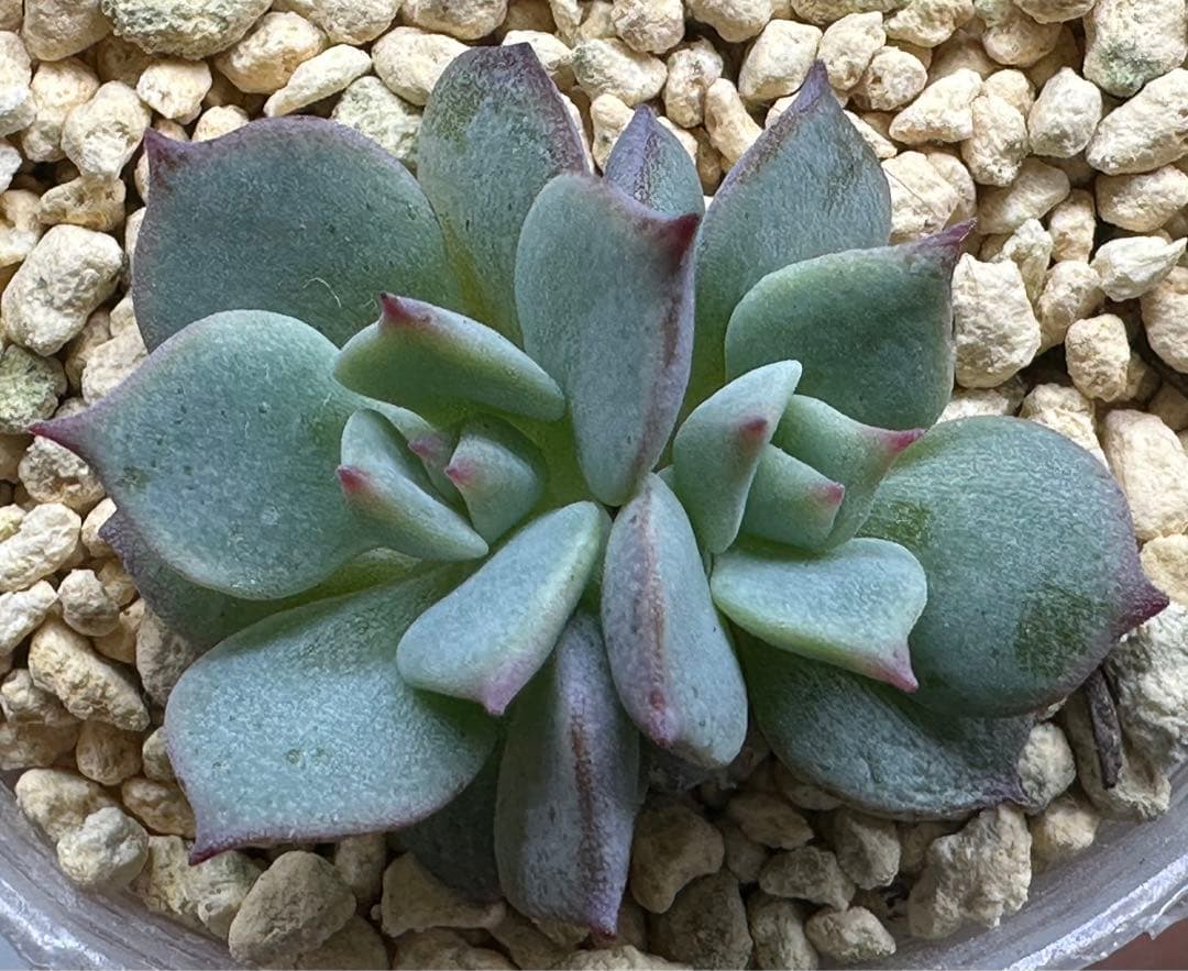 ❤️確認用❤️★D ミックスベリア❤️ストロベリーミルククラウン❤️抜き苗♪札なし