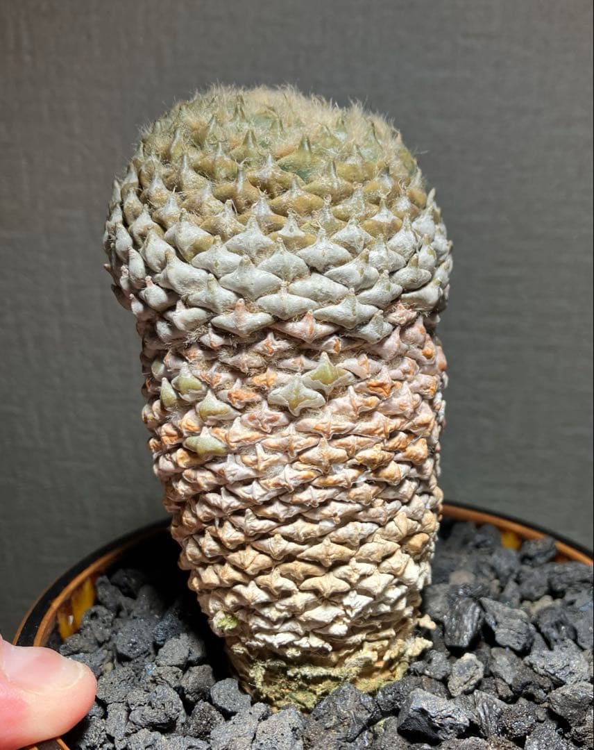 銀牡丹　ペレキフォラ　実生　成田氏　検）グラキリス　黒王丸　パキプス　アガベ