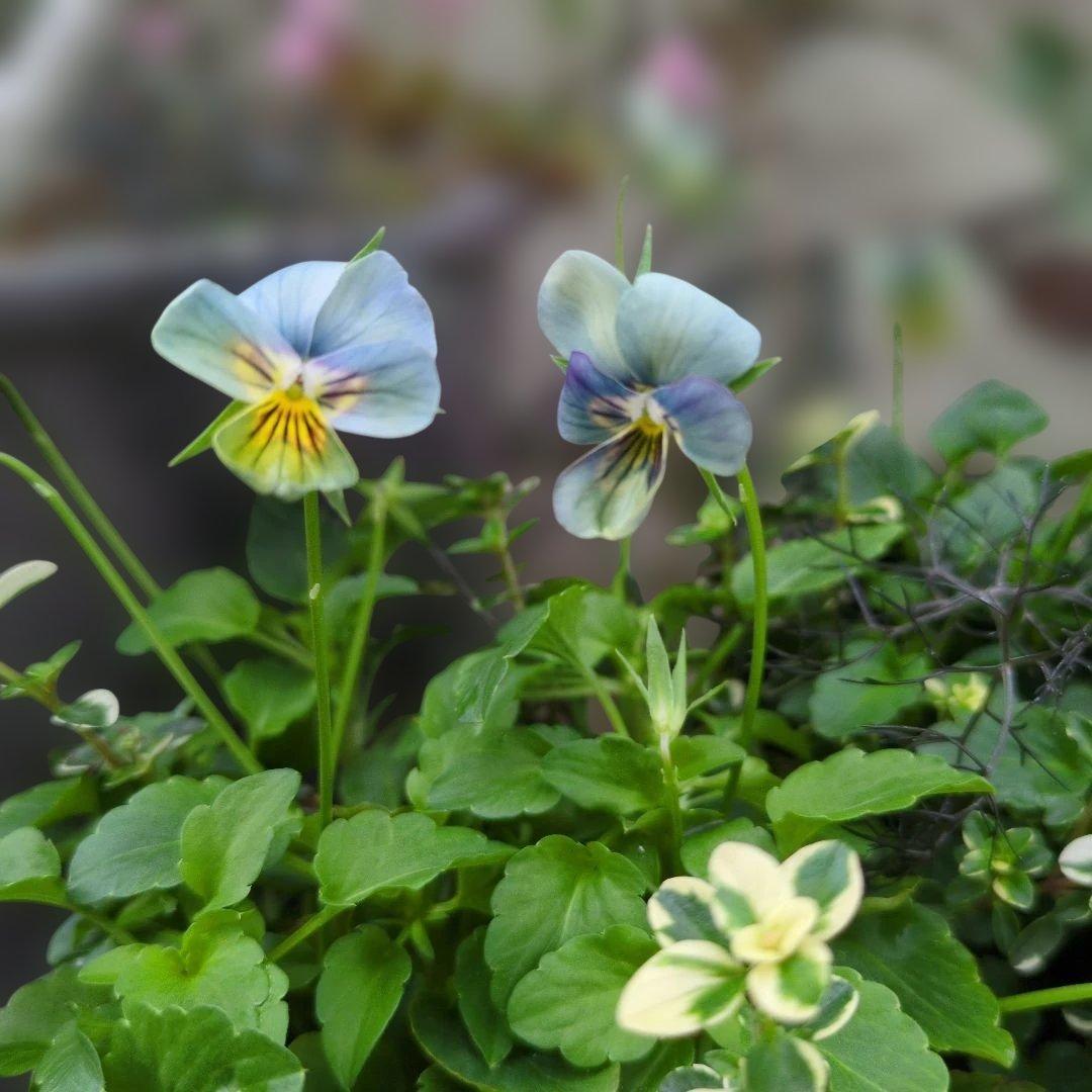 すみれ図鑑 ❤️ 寄植え