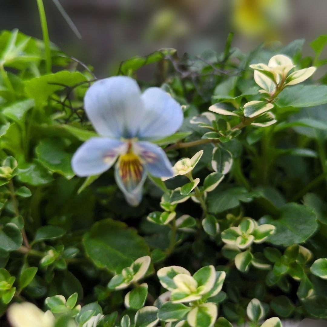 すみれ図鑑 ❤️ 寄植え
