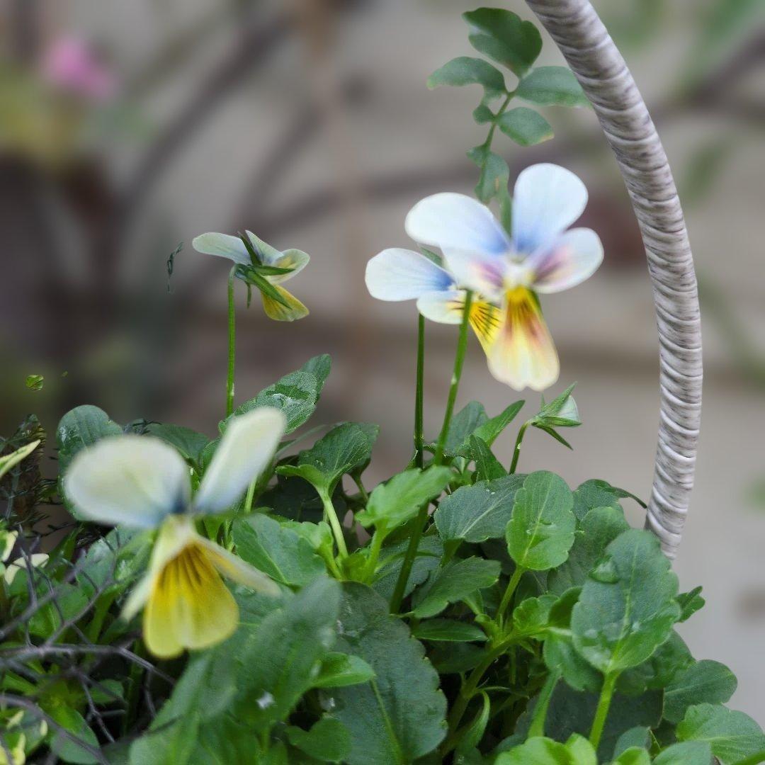 すみれ図鑑 ❤️ 寄植え