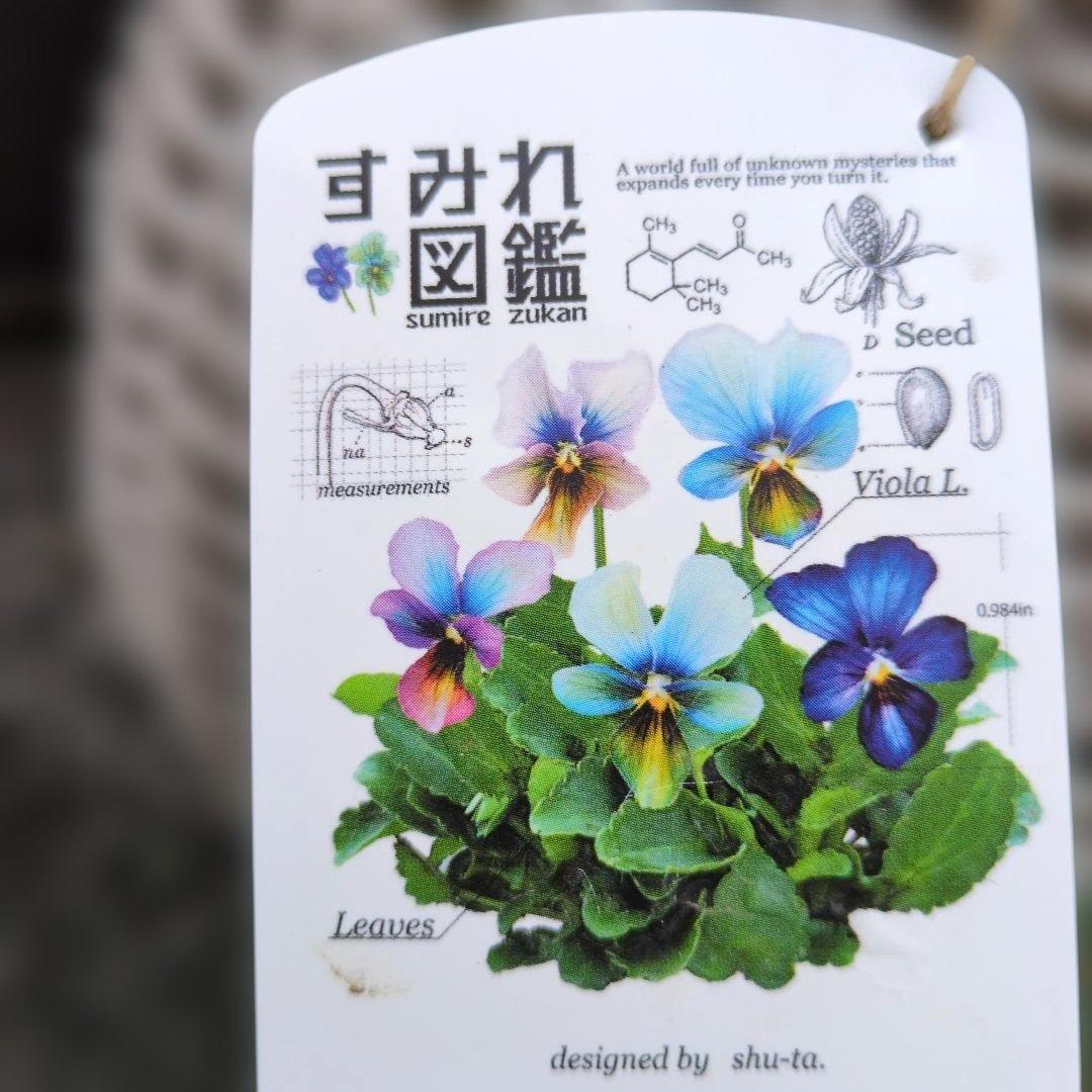 すみれ図鑑 ❤️ 寄植え