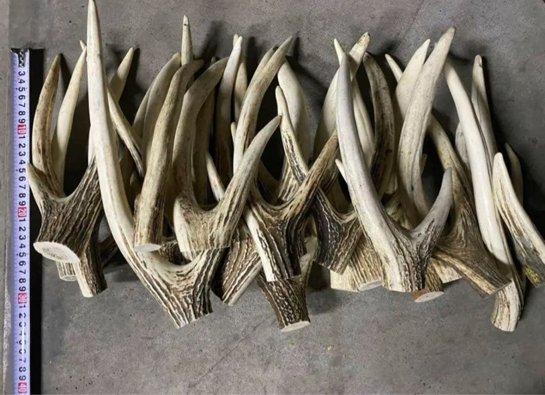 鹿の角　シカツノ　角先　25本