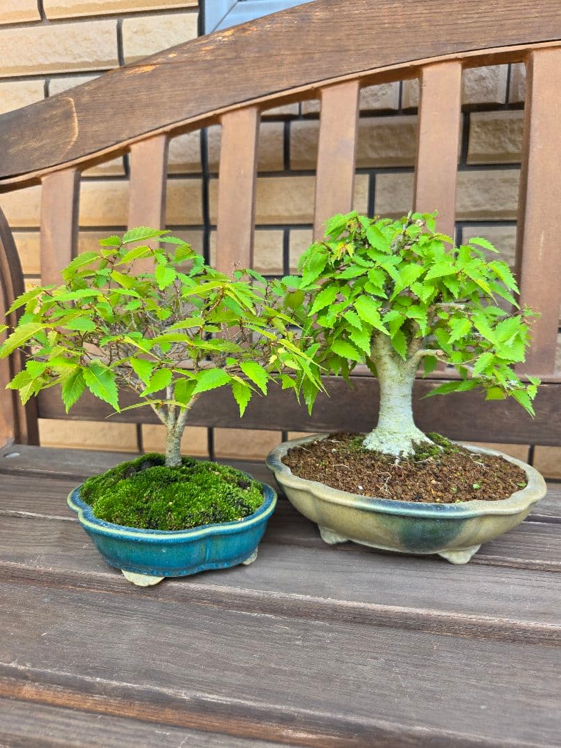 盆栽　欅　盆栽鉢　欅盆栽　2本セット
