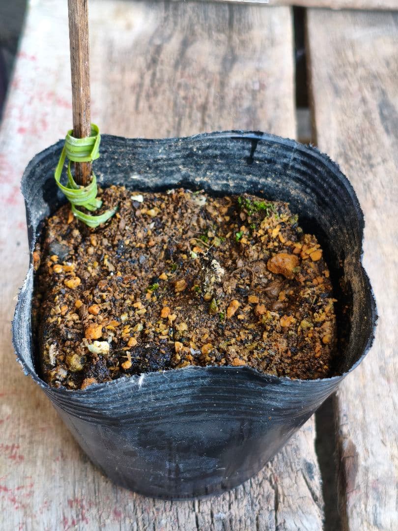 壺型クレマチス【藍玉】3.5寸苗　竹間園芸様育種株