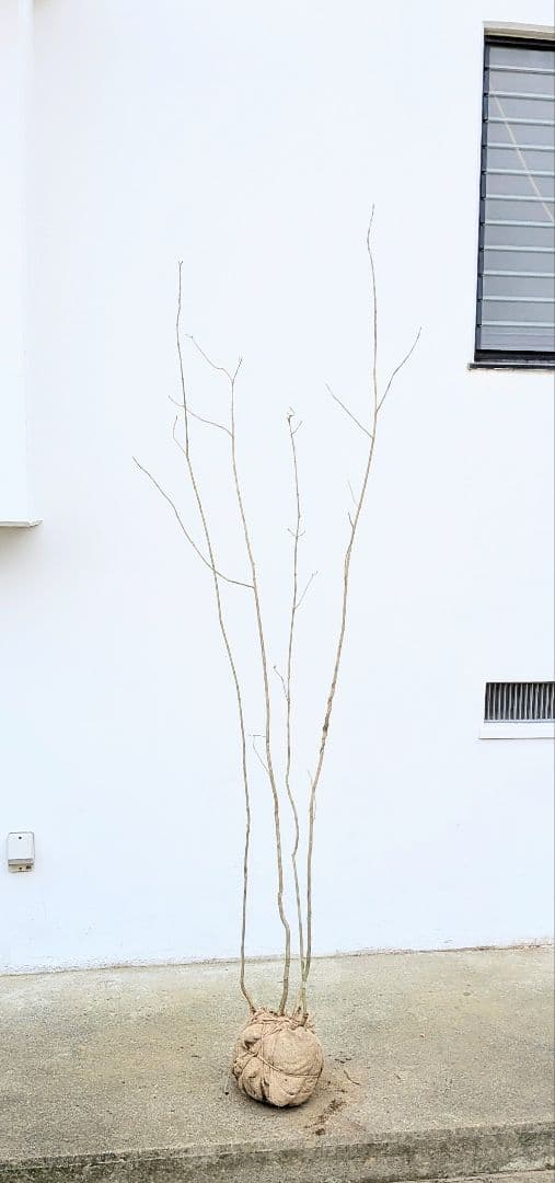 山採りアオダモ。