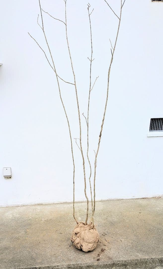 山採りアオダモ。