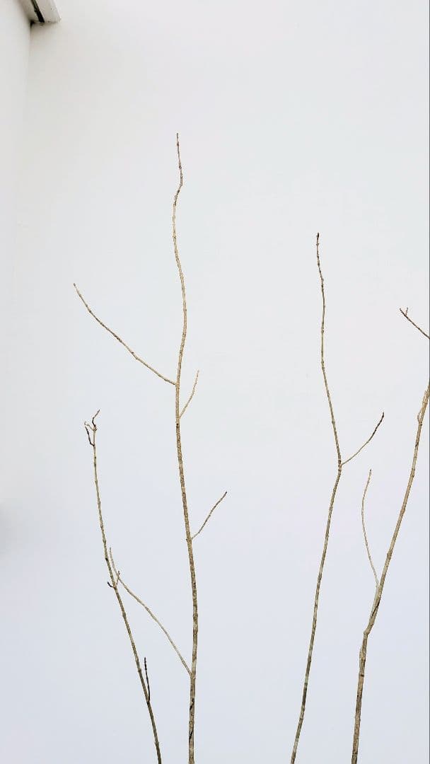 山採りアオダモ。