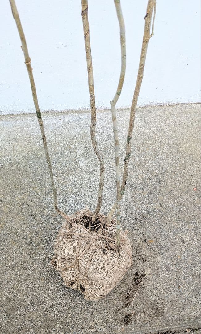 山採りアオダモ。