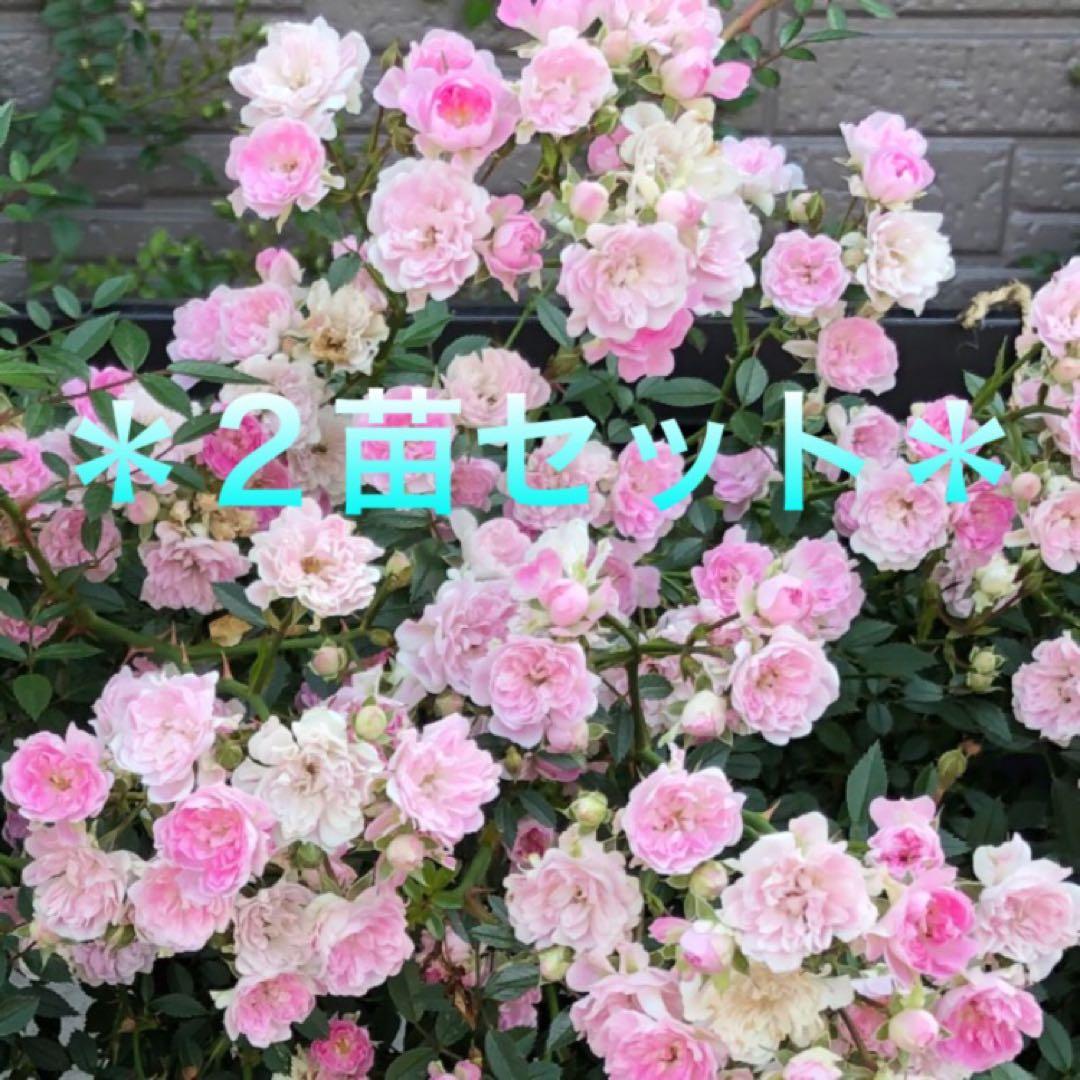 ＊おまとめ購入様確認用＊ミニつるバラ苗 真珠貝 バラ苗　ばら苗　ちび苗2苗セット