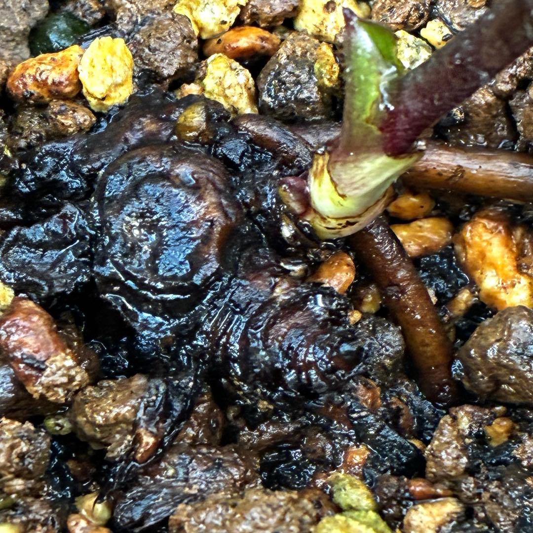 や*ぺ様 3535☘️超レア☘️タグ付き☘️⭐️TINKERBELL HYB⭐️