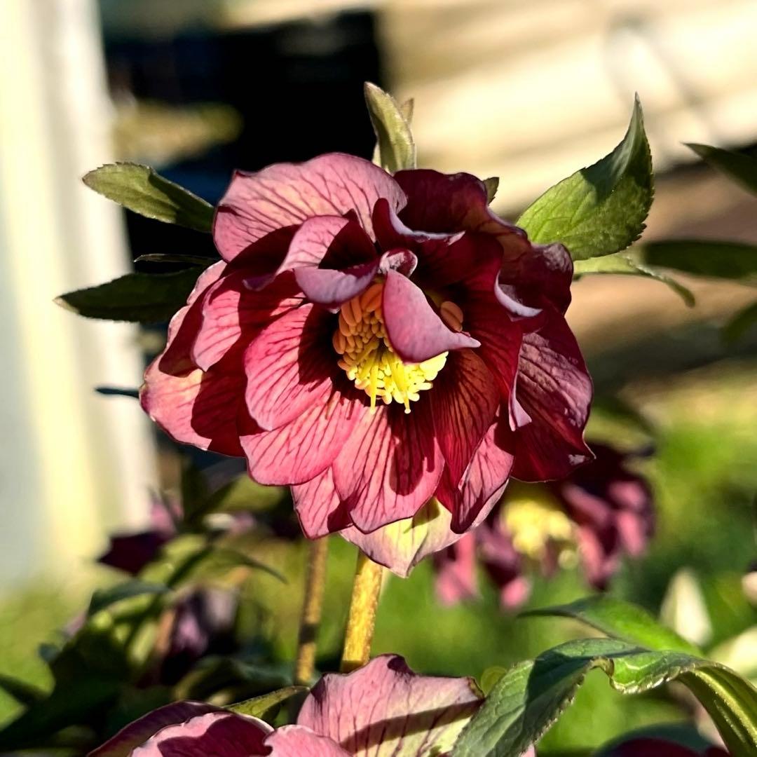 や*ぺ様 3535☘️超レア☘️タグ付き☘️⭐️TINKERBELL HYB⭐️