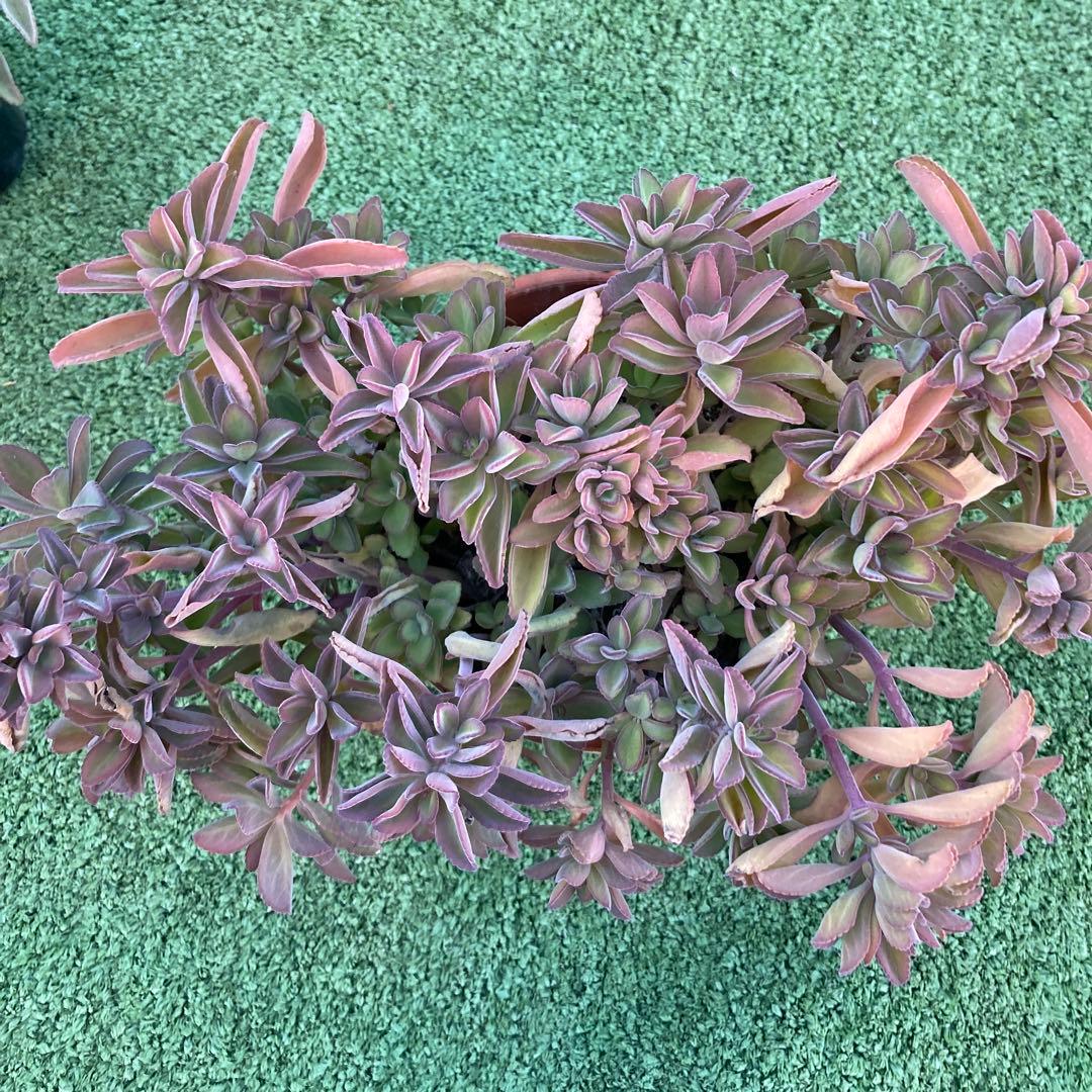 抜き苗全て　ペンテリー