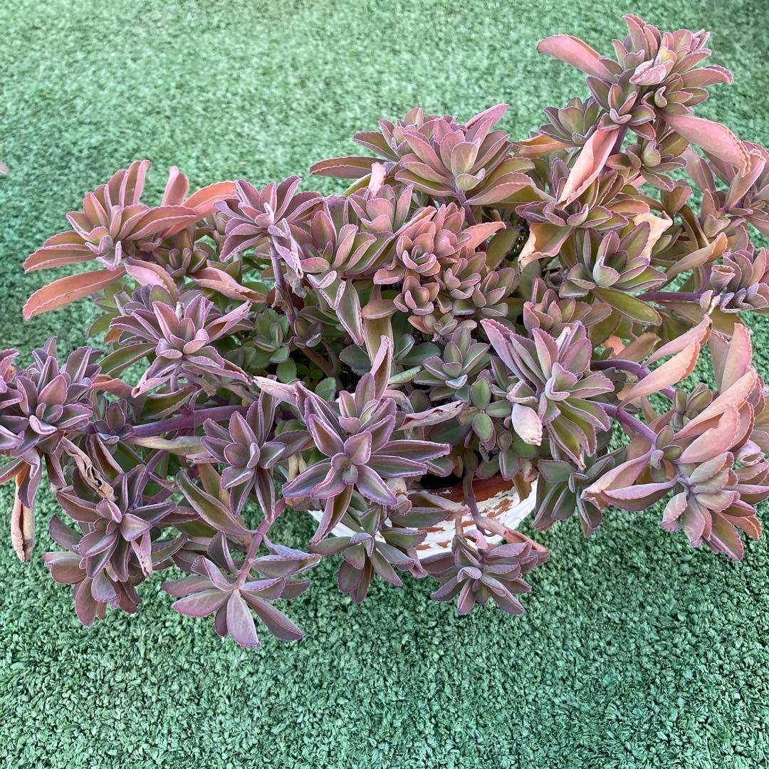 抜き苗全て　ペンテリー