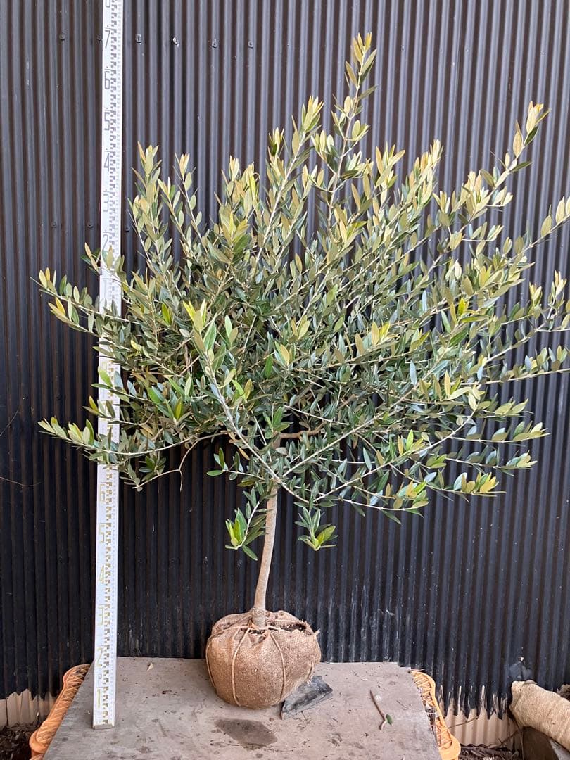 オリーブの木　レッチーノ