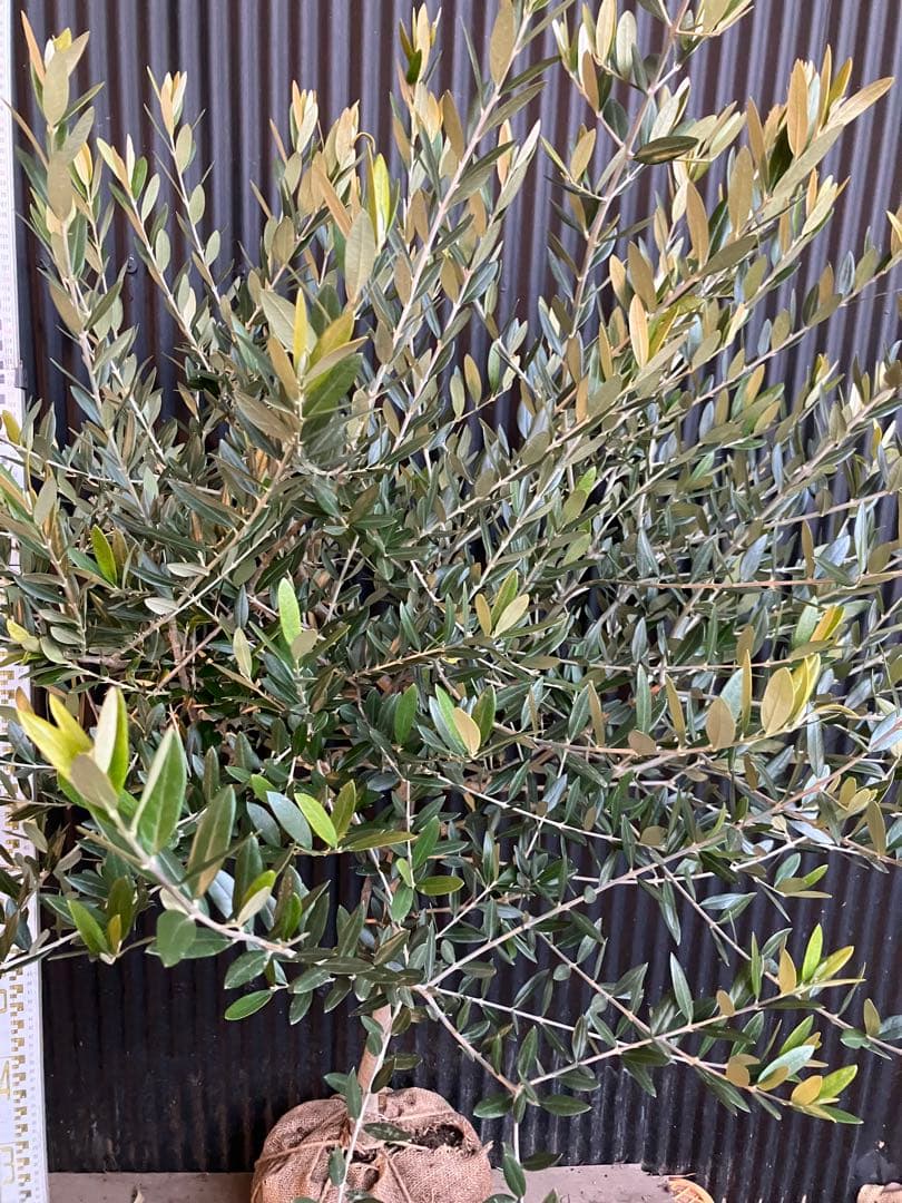 オリーブの木　レッチーノ