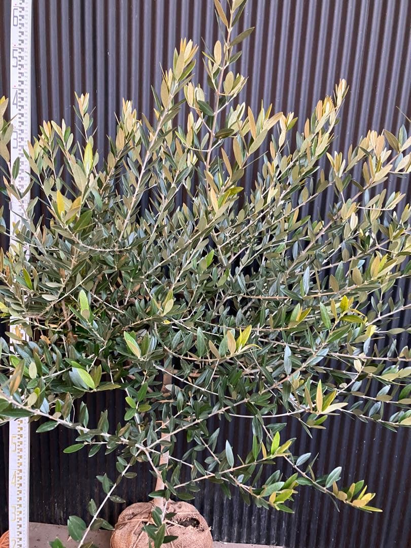 オリーブの木　レッチーノ