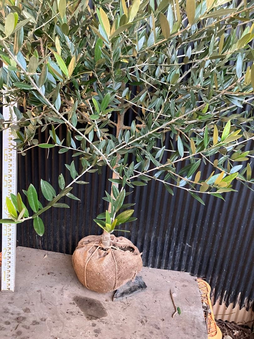 オリーブの木　レッチーノ